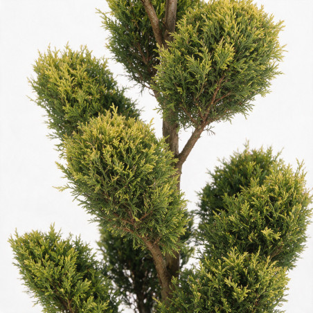 Cyprès de Leyland Gold Rider - Cupressocyparis leylandii Gold Rider Plateaux 150/170cm Pot 35L - Topiaire à boules