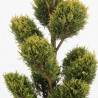 Cyprès de Leyland Gold Rider - Cupressocyparis leylandii Gold Rider Plateaux 150/170cm Pot 35L - Topiaire à boules