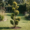Cyprès de Leyland Gold Rider - Cupressocyparis leylandii Gold Rider Plateaux 150/170cm Pot 35L - Topiaire à boules