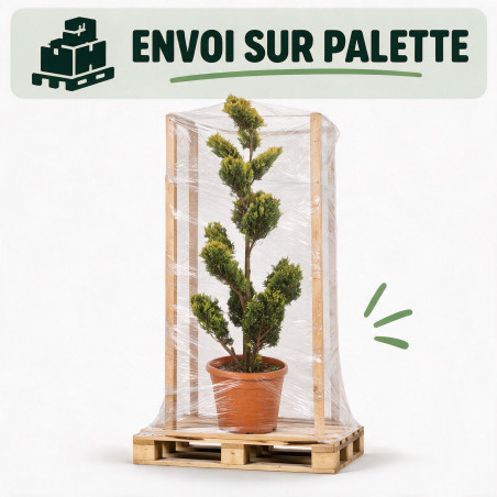 Cyprès de Leyland Gold Rider - Cupressocyparis leylandii Gold Rider Plateaux 150/170cm Pot 35L - Topiaire à boules