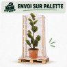 Cyprès de Leyland Gold Rider - Cupressocyparis leylandii Gold Rider Plateaux 150/170cm Pot 35L - Topiaire à boules
