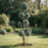 Cyprès de l’Arizona Fastigiata - Cupressus arizonica Fastigiata Pompom 140/160cm Pot 18L