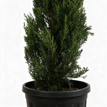 Cyprès de Provence Pyramidalis - Cupressus sempervirens Pyramidalis 100/125cm Pot 10L