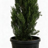 Cyprès de Provence Pyramidalis - Cupressus sempervirens Pyramidalis 100/125cm Pot 10L