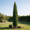 Cyprès de Provence Pyramidalis - Cupressus sempervirens Pyramidalis 100/125cm Pot 10L