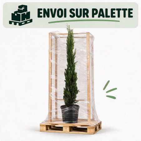 Cyprès de Provence Pyramidalis - Cupressus sempervirens Pyramidalis 100/125cm Pot 10L