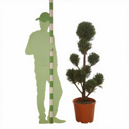 Cyprès de Leyland - Cupressocyparis leylandii Pompom 140/160cm Pot 18L - Topiaire à boules