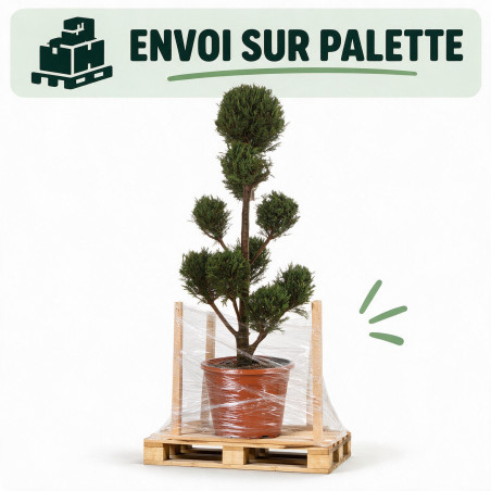 Cyprès de Leyland - Cupressocyparis leylandii Pompom 140/160cm Pot 18L - Topiaire à boules