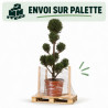 Cyprès de Leyland - Cupressocyparis leylandii Pompom 140/160cm Pot 18L - Topiaire à boules