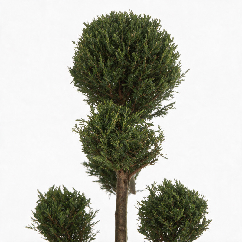 Cyprès de Leyland - Cupressocyparis leylandii Pompom 140/160cm Pot 18L - Topiaire à boules