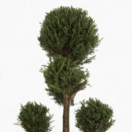 Cyprès de Leyland - Cupressocyparis leylandii Pompom 140/160cm Pot 18L - Topiaire à boules