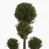 Cyprès de Leyland - Cupressocyparis leylandii Pompom 140/160cm Pot 18L - Topiaire à boules
