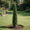 Cyprès de Provence Totem - Cupressus sempervirens Totem 100/120cm Pot 5L