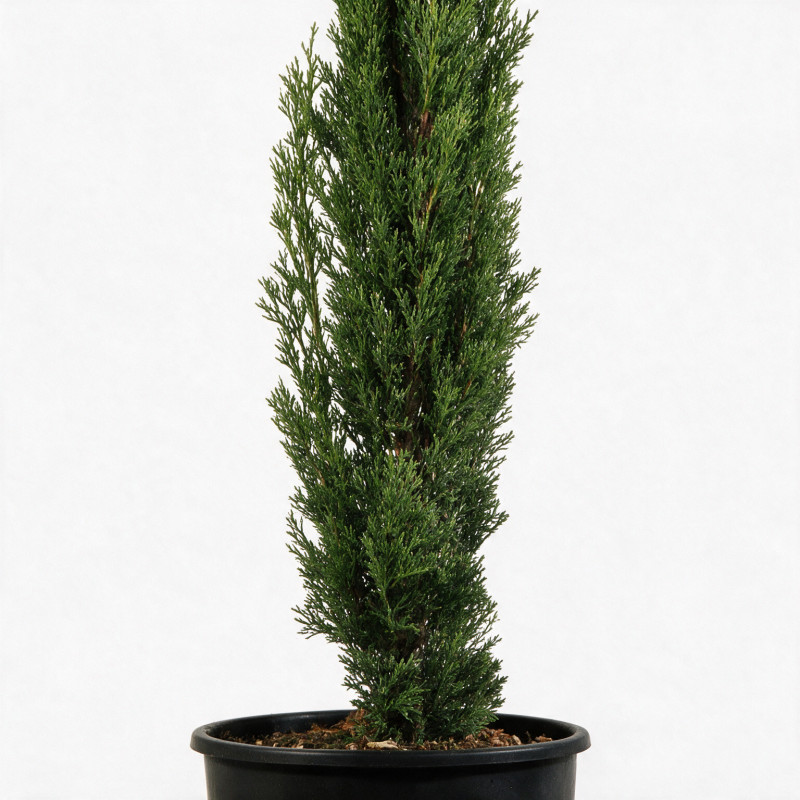 Cyprès de Provence Totem - Cupressus sempervirens Totem 100/120cm Pot 5L