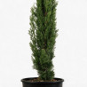 Cyprès de Provence Totem - Cupressus sempervirens Totem 100/120cm Pot 5L