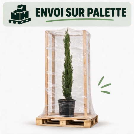 Cyprès de Provence Totem - Cupressus sempervirens Totem 100/120cm Pot 5L