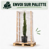Cyprès de Provence Totem - Cupressus sempervirens Totem 100/120cm Pot 5L
