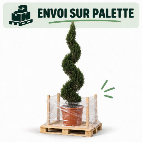 Cyprès de Leyland Castlewellan Gold - Cupressocyparis leylandii Castlewellan Gold Spirale 140/160cm Pot 18L