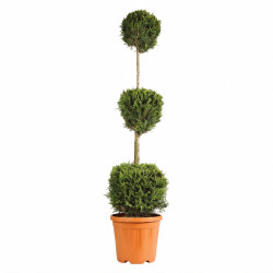 Cyprès de Leyland Castlewellan - Cupressocyparis leylandii Castlewellan 3 boules 140/160cm Pot 18L