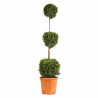 Cyprès de Leyland Castlewellan - Cupressocyparis leylandii Castlewellan 3 boules 140/160cm Pot 18L
