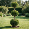 Cyprès de Leyland Castlewellan - Cupressocyparis leylandii Castlewellan 3 boules 140/160cm Pot 18L