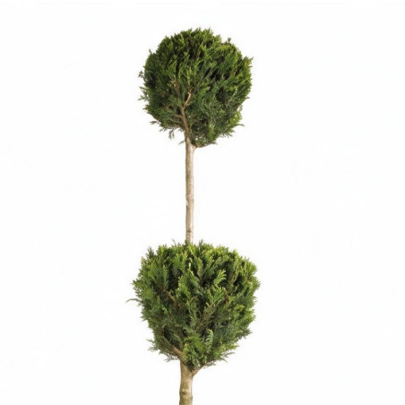 Cyprès de Leyland Castlewellan - Cupressocyparis leylandii Castlewellan 3 boules 140/160cm Pot 18L
