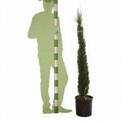 Cyprès de Provence Totem - Cupressus sempervirens Totem Totem 125/145cm Pot 10L