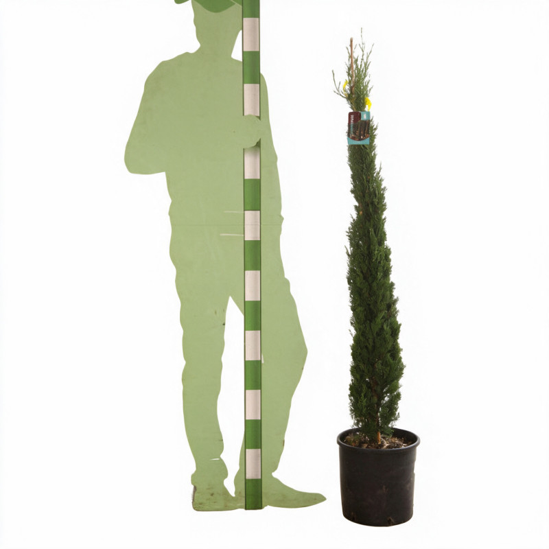 Cyprès de Provence Totem - Cupressus sempervirens Totem Totem 125/145cm Pot 10L