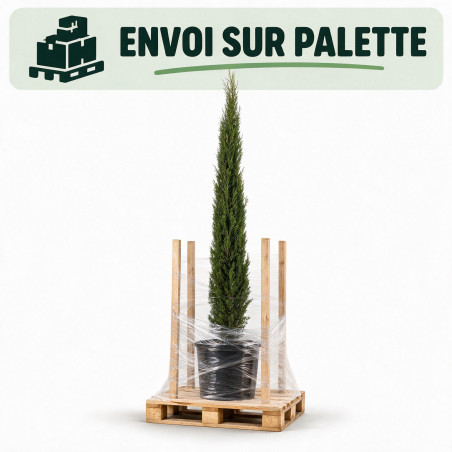 Cyprès de Provence Totem - Cupressus sempervirens Totem Totem 125/145cm Pot 10L