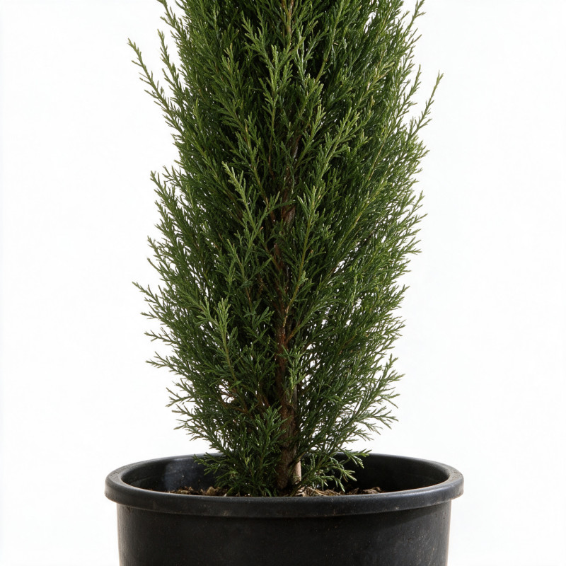 Cyprès de Provence Totem - Cupressus sempervirens Totem Totem 125/145cm Pot 10L