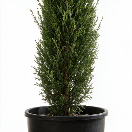 Cyprès de Provence Totem - Cupressus sempervirens Totem Totem 125/145cm Pot 10L