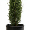 Cyprès de Provence Totem - Cupressus sempervirens Totem Totem 125/145cm Pot 10L
