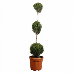 Cyprès de Leyland - Cupressocyparis leylandii 3 boules 120/140cm Pot 18L