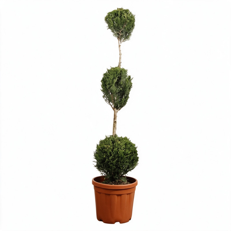 Cyprès de Leyland - Cupressocyparis leylandii 3 boules 120/140cm Pot 18L