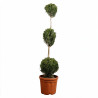 Cyprès de Leyland - Cupressocyparis leylandii 3 boules 120/140cm Pot 18L
