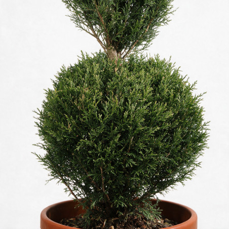 Cyprès de Leyland - Cupressocyparis leylandii 3 boules 120/140cm Pot 18L