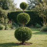 Cyprès de Leyland - Cupressocyparis leylandii 3 boules 120/140cm Pot 18L