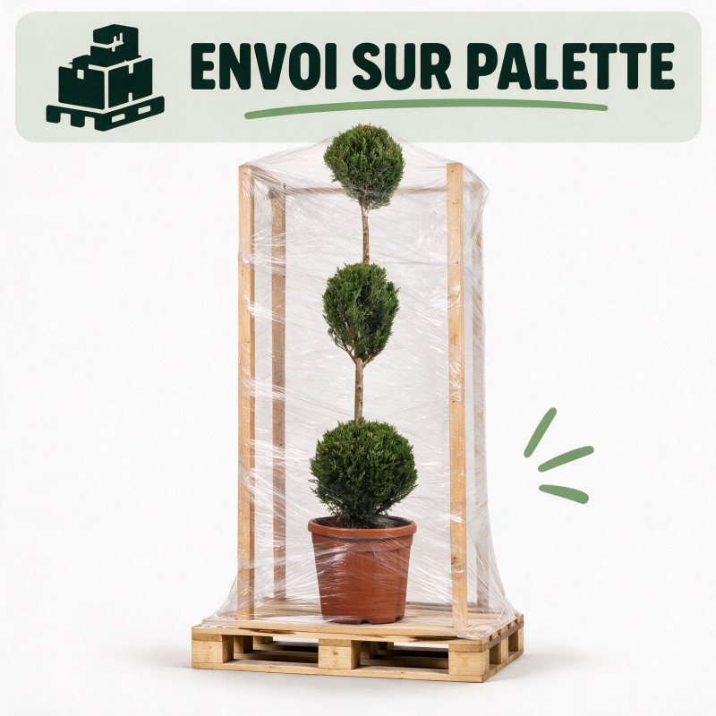 Cyprès de Leyland - Cupressocyparis leylandii 3 boules 120/140cm Pot 18L