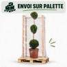 Cyprès de Leyland - Cupressocyparis leylandii 3 boules 120/140cm Pot 18L