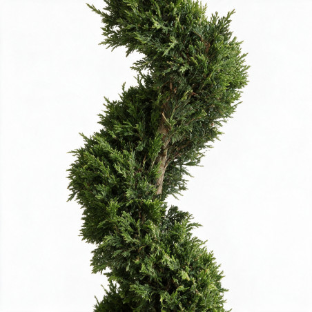 Cyprès de Leyland - Cupressocyparis leylandii Spirale 140/160cm Pot 18L
