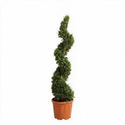 Cyprès de Leyland - Cupressocyparis leylandii Spirale 140/160cm Pot 18L