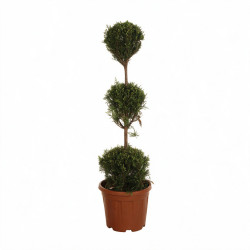 Cyprès de Leyland - Cupressocyparis leylandii 3 boules 120cm Pot 10L