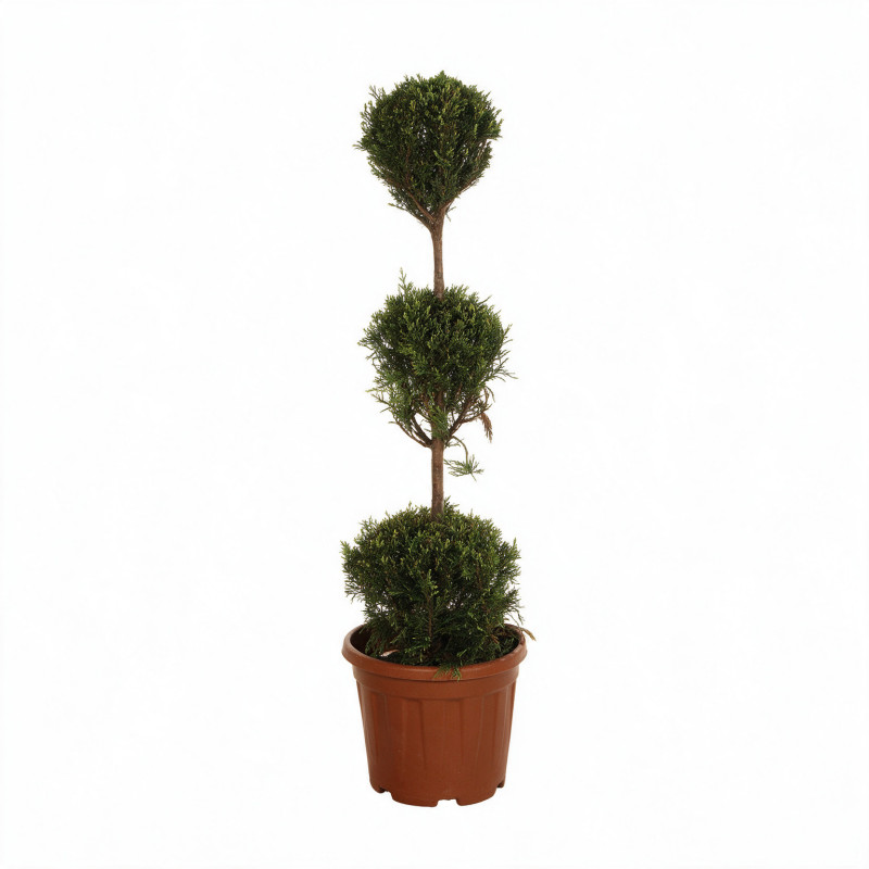 Cyprès de Leyland - Cupressocyparis leylandii 3 boules 120cm Pot 10L