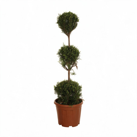 Cyprès de Leyland - Cupressocyparis leylandii 3 boules 120cm Pot 10L