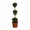 Cyprès de Leyland - Cupressocyparis leylandii 3 boules 120cm Pot 10L
