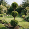 Cyprès de Leyland - Cupressocyparis leylandii 3 boules 120cm Pot 10L