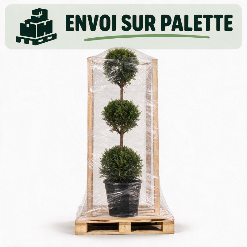 Cyprès de Leyland - Cupressocyparis leylandii 3 boules 120cm Pot 10L