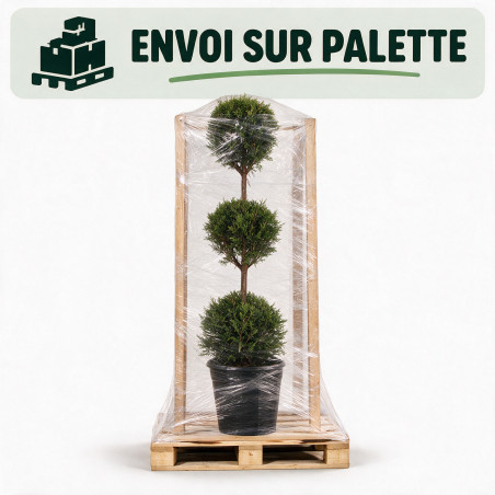 Cyprès de Leyland - Cupressocyparis leylandii 3 boules 120cm Pot 10L