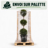 Cyprès de Leyland - Cupressocyparis leylandii 3 boules 120cm Pot 10L