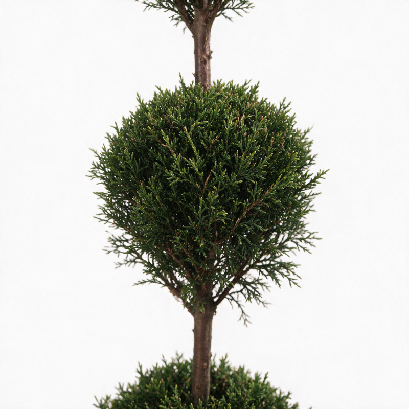 Cyprès de Leyland - Cupressocyparis leylandii 3 boules 120cm Pot 10L